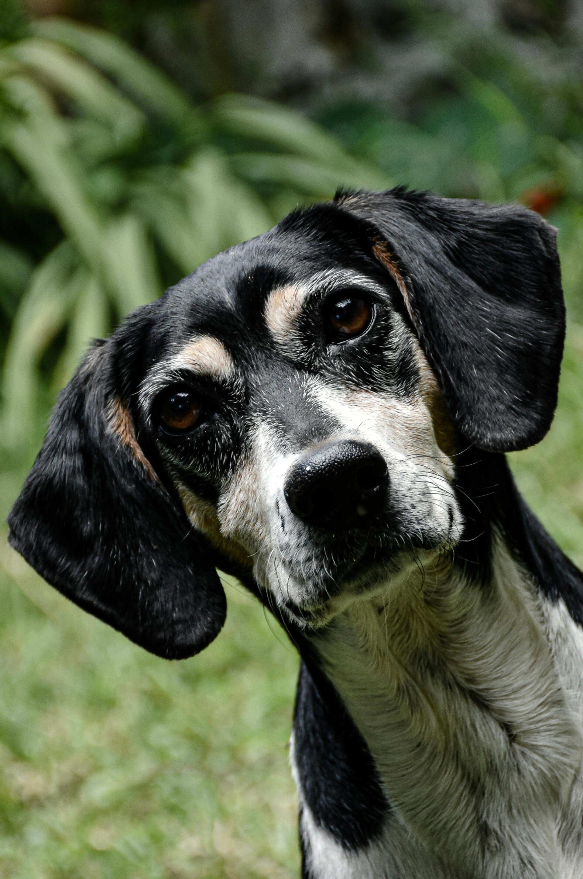 photo of dog photo of dog